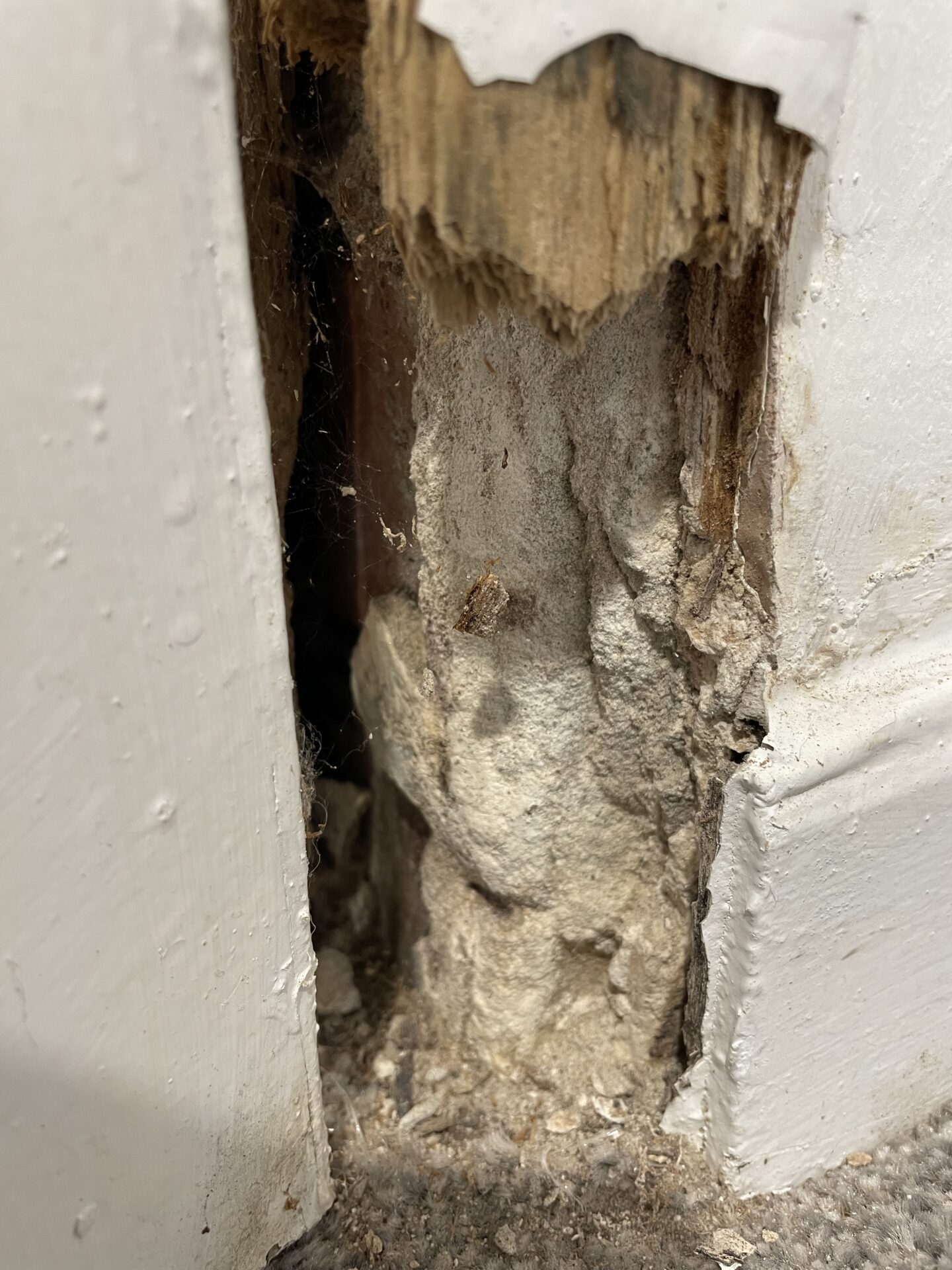 Rotten timber due to damp